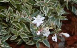 Confetti Dwarf Abelia - 3 Gallon Pot -Shrub Plant Shop Abelia Confetti White Flowers