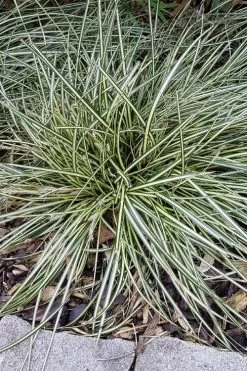 Variegated Sweet Flag (Acorus Gramineus 'Variegatus') - 5 Pack Of Quart Pots 11 Variegated Sweet Flag (Acorus Gramineus 'Variegatus') - 5 Pack Of Quart Pots -Shrub Plant Shop Acorus Gramineus Variegatus Sweet Flag 2