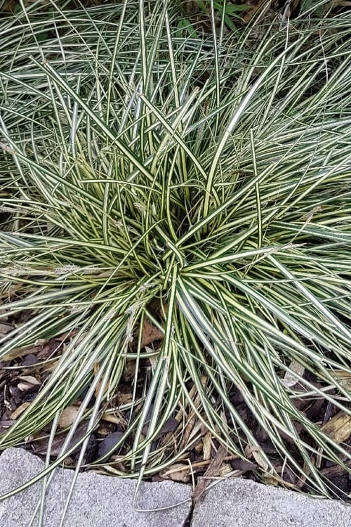 Variegated Sweet Flag (Acorus Gramineus 'Variegatus') - 5 Pack Of Quart Pots 6 Variegated Sweet Flag (Acorus Gramineus 'Variegatus') - 5 Pack Of Quart Pots - Image 6