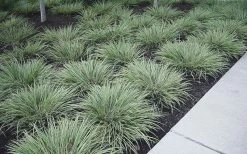 Variegated Sweet Flag (Acorus Gramineus 'Variegatus') - 5 Pack Of Quart Pots 10 Variegated Sweet Flag (Acorus Gramineus 'Variegatus') - 5 Pack Of Quart Pots -Shrub Plant Shop Acorus Gramineus Variegatus Sweet Flag 3