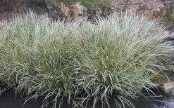 Variegated Sweet Flag (Acorus Gramineus 'Variegatus') - 5 Pack Of Quart Pots 9 Variegated Sweet Flag (Acorus Gramineus 'Variegatus') - 5 Pack Of Quart Pots -Shrub Plant Shop Acorus Gramineus Variegatus Sweet Flag 4