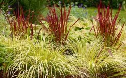 Golden Sweet Flag - Acorus Gramineus 'Ogon' - 3 Pack Of Quart Pots -Shrub Plant Shop Acorus Ogon 103