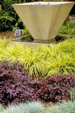 Golden Sweet Flag - Acorus Gramineus 'Ogon' - 3 Pack Of Quart Pots -Shrub Plant Shop Acorus Ogon 104