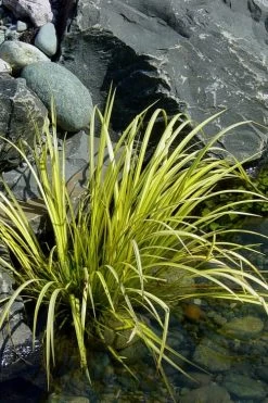 Golden Sweet Flag - Acorus Gramineus 'Ogon' - 3 Pack Of Quart Pots -Shrub Plant Shop Acorus Ogon 105