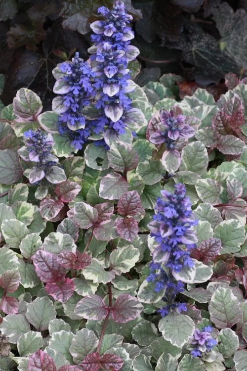 Burgundy Glow Ajuga (Bugleweed) - 6-Pack Of Pint Pots 4 Burgundy Glow Ajuga (Bugleweed) - 6-Pack Of Pint Pots - Image 4