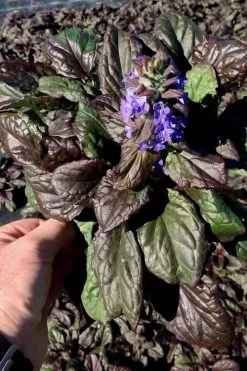 Catlins Giant Ajuga - Bugleweed - 18 Pack Of 3.5" Pots -Shrub Plant Shop Ajuga Catlins Giant 10 1