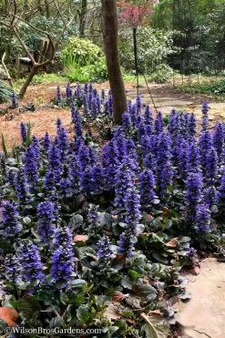 Catlins Giant Ajuga - Bugleweed - 18 Pack Of 3.5" Pots -Shrub Plant Shop Ajuga Catlins Giant 20 1