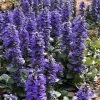 Catlins Giant Ajuga - Bugleweed - 18 Pack Of 3.5" Pots