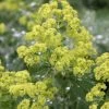 Thriller Lady's Mantle (Alchemilla Mollis) - 5 Pack Of Quart Pots