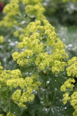 Thriller Lady's Mantle (Alchemilla Mollis) - 5 Pack Of Quart Pots