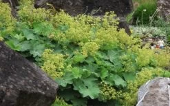 Thriller Lady's Mantle (Alchemilla Mollis) - 5 Pack Of Quart Pots -Shrub Plant Shop Alchemilla Mollis Thriller 2