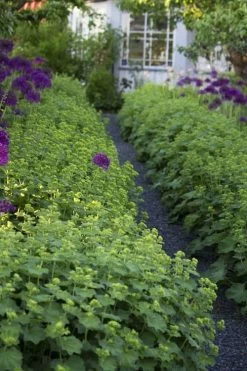 Thriller Lady's Mantle (Alchemilla Mollis) - 5 Pack Of Quart Pots -Shrub Plant Shop Alchemilla Mollis Thriller 3
