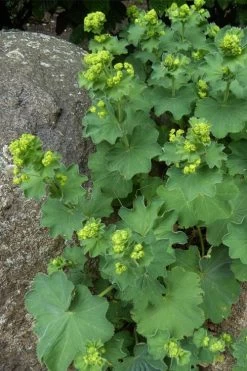 Thriller Lady's Mantle (Alchemilla Mollis) - 5 Pack Of Quart Pots -Shrub Plant Shop Alchemilla Mollis Thriller 4