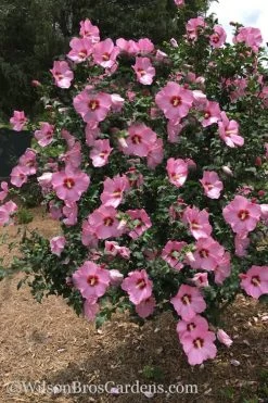 Aphrodite Rose Of Sharon (Althea / Hibiscus) - 6 Gallon Pot 8 Aphrodite Rose Of Sharon (Althea / Hibiscus) - 6 Gallon Pot -Shrub Plant Shop Althea Aphrodite Rose Of Sharon Hibiscus 3 500x750 1