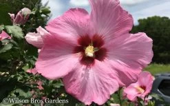 Aphrodite Rose Of Sharon (Althea / Hibiscus) - 6 Gallon Pot 9 Aphrodite Rose Of Sharon (Althea / Hibiscus) - 6 Gallon Pot -Shrub Plant Shop Althea Aphrodite Rose of Sharon Hibiscus 50