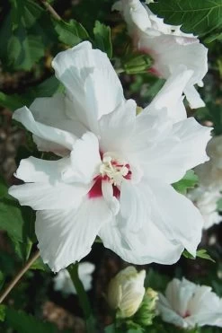 Morning Star Rose Of Sharon (Single Trunk Tree) - 7 Gallon Pot (3-4') -Shrub Plant Shop Althea Morning Star Rose of Sharon 500x750 1
