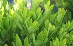 Ocala Yellow Anise (Illicium Parviflorum) - 3 Gallon Pot -Shrub Plant Shop Anise Ocala Foliage