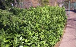 Ocala Yellow Anise (Illicium Parviflorum) - 3 Gallon Pot -Shrub Plant Shop Anise Ocala Hedge 5050