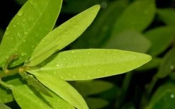 Ocala Yellow Anise (Illicium Parviflorum) - 3 Gallon Pot -Shrub Plant Shop Anise Ocala Leaves
