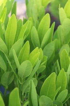 Ocala Yellow Anise (Illicium Parviflorum) - 3 Gallon Pot