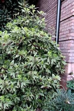 Pink Frost Florida Anise - Illicium Floridanum - 1 Gallon Pot 10 Pink Frost Florida Anise - Illicium Floridanum - 1 Gallon Pot -Shrub Plant Shop Anise Pink Frost 12