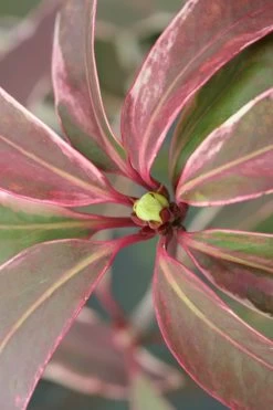 Pink Frost Florida Anise - Illicium Floridanum - 1 Gallon Pot 13 Pink Frost Florida Anise - Illicium Floridanum - 1 Gallon Pot -Shrub Plant Shop Anise Pink Frost 14