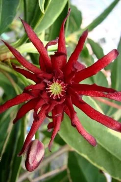 Pink Frost Florida Anise - Illicium Floridanum - 1 Gallon Pot 11 Pink Frost Florida Anise - Illicium Floridanum - 1 Gallon Pot -Shrub Plant Shop Anise Pink Frost 15