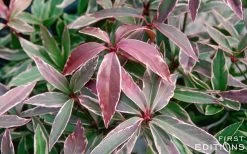 Pink Frost Florida Anise - Illicium Floridanum - 1 Gallon Pot 12 Pink Frost Florida Anise - Illicium Floridanum - 1 Gallon Pot -Shrub Plant Shop Anise Pink Frost 16