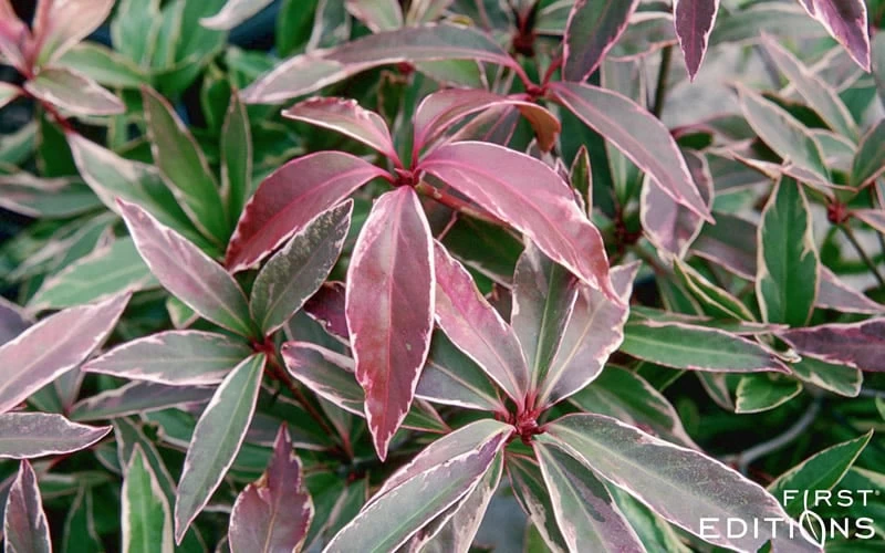 Pink Frost Florida Anise - Illicium Floridanum - 1 Gallon Pot 6 Pink Frost Florida Anise - Illicium Floridanum - 1 Gallon Pot - Image 6