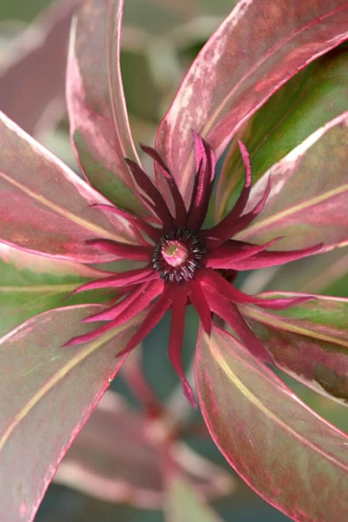 Pink Frost Florida Anise - Illicium Floridanum - 1 Gallon Pot 1 Pink Frost Florida Anise - Illicium Floridanum - 1 Gallon Pot