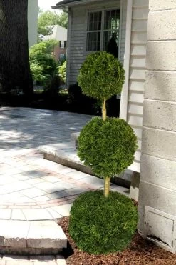 Emerald Green Arborvitae Poodle Tier Topiary (3 Ball) - 5 Gallon Pot -Shrub Plant Shop Arborvitae Emerald Green 3 Ball Poodle Tier 2