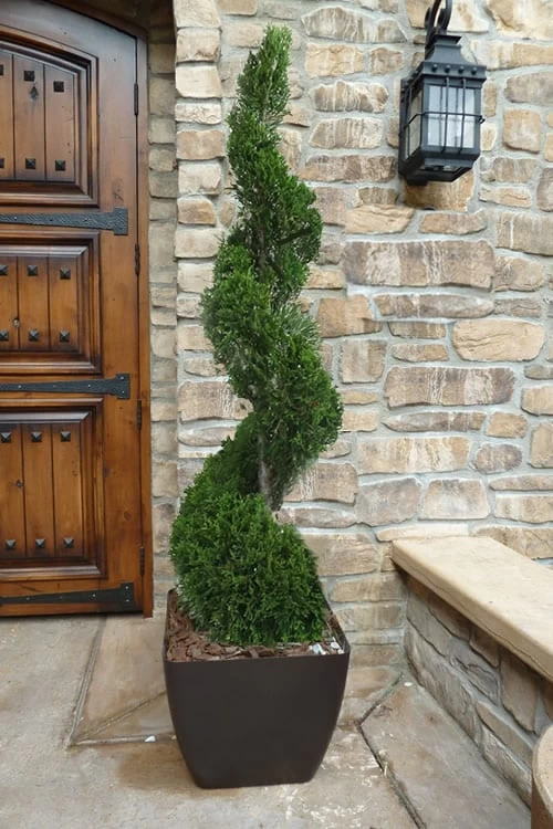Emerald Green Arborvitae Spiral Topiary - 5 Gallon Pot (6') 1 Emerald Green Arborvitae Spiral Topiary - 5 Gallon Pot (6')