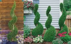 Emerald Green Arborvitae Spiral Topiary - 5 Gallon Pot (6') 7 Emerald Green Arborvitae Spiral Topiary - 5 Gallon Pot (6') -Shrub Plant Shop Arborvitae Emerald Green Spiral 800x500 2