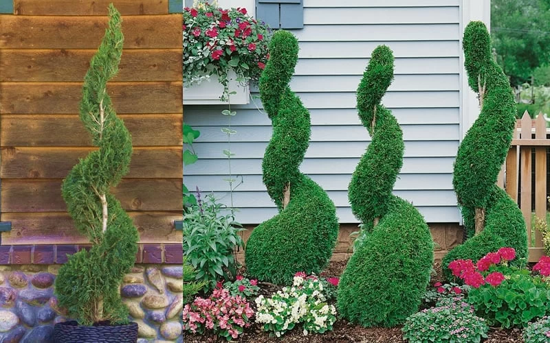 Emerald Green Arborvitae Spiral Topiary - 5 Gallon Pot (6') 4 Emerald Green Arborvitae Spiral Topiary - 5 Gallon Pot (6') - Image 4