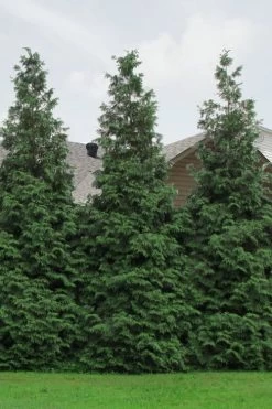 Green Giant Arborvitae - 3 Gallon Pot -Shrub Plant Shop Arborvitae Green Giant 500x750 1