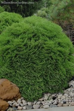 Tiny Tim Dwarf Globe Arborvitae - 2 Gallon Pot 9 Tiny Tim Dwarf Globe Arborvitae - 2 Gallon Pot -Shrub Plant Shop Arborvitae Tiny Tim 11