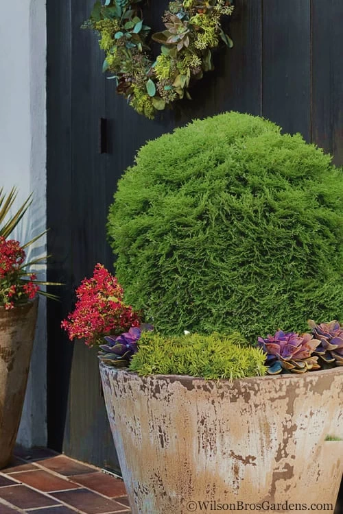 Tiny Tim Dwarf Globe Arborvitae - 2 Gallon Pot 1 Tiny Tim Dwarf Globe Arborvitae - 2 Gallon Pot