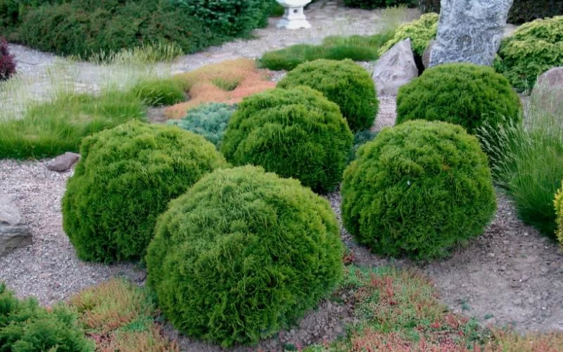 Tiny Tim Dwarf Globe Arborvitae - 2 Gallon Pot 3 Tiny Tim Dwarf Globe Arborvitae - 2 Gallon Pot - Image 3