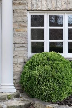 Planet Earth Arborvitae - 3 Gallon Pot -Shrub Plant Shop Arborvitae Woodwardii Globe 12