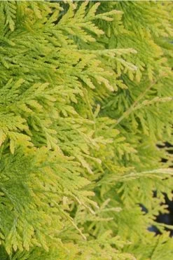 Yellow Ribbon Arborvitae (Thuja Occidentalis) - 2 Gallon Pot -Shrub Plant Shop Arborvitae Yellow Ribbon 2