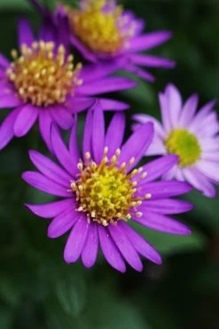 Ezo Murasaki Asian Aster (Aster Ageratoides) - 1 Gallon Pot -Shrub Plant Shop Aster Ezo Murasaki 1