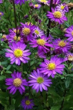 Ezo Murasaki Asian Aster (Aster Ageratoides) - 1 Gallon Pot
