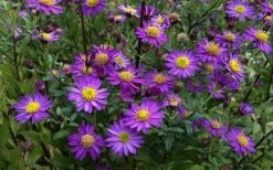 Ezo Murasaki Asian Aster (Aster Ageratoides) - 1 Gallon Pot -Shrub Plant Shop Aster Ezo Murasaki 4