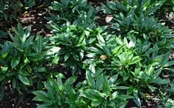 Dwarf Green Aucuba - Japanese Laurel - 1 Gallon Pot -Shrub Plant Shop Aucuba Dwarf Green