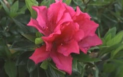 Brilliant Southern Indica Azalea - 1 Gallon Pot -Shrub Plant Shop Azalea Brilliant 1