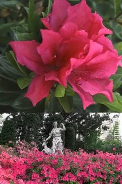 Brilliant Southern Indica Azalea - 1 Gallon Pot -Shrub Plant Shop Azalea Brilliant 500x700 1