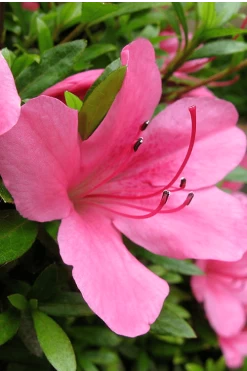 Chinzan Dwarf Azalea - 6 Pack Of 1 Gallon Pots -Shrub Plant Shop Azalea Chinzan 500x750 1