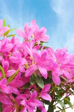 Pink Ribbons Deja Bloom Azalea - 1 Gallon Pot -Shrub Plant Shop Azalea Deja Bloom Pink Ribbons 4