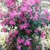 Pink Ribbons Deja Bloom Azalea - 1 Gallon Pot