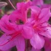 Autumn Amethyst Encore Azalea - 6 Pack Of 1 Gallon Pots